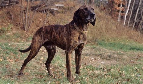 They also have good scent skills and great courage. Plott Hound Dog Breed Information