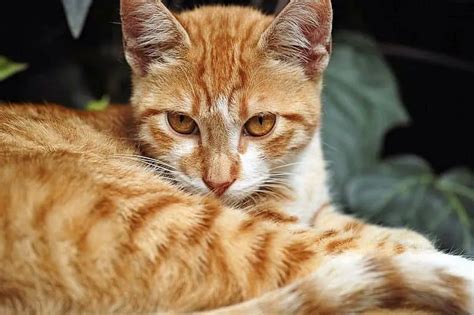 Orange Tabby Cat Breed Cristen Reynoso