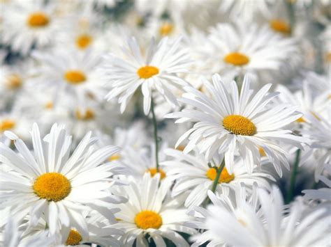 White Daisies Wallpapers And Images Wallpapers Pictures Photos