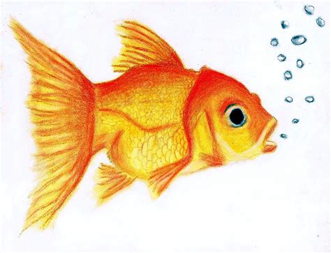 Cute Goldfish By Oil Bac On Deviantart