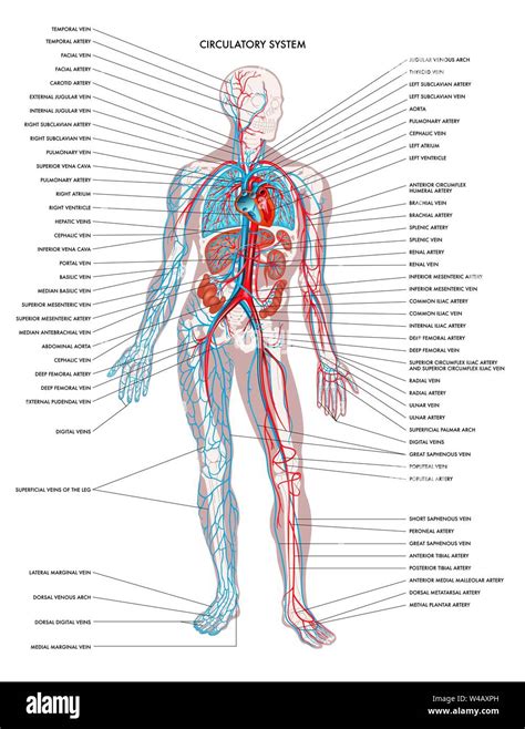 Labelled Diagram Showing The Details Of The Human Body Circulatory