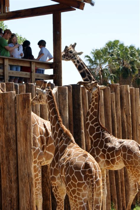 Giraffe at Wildlife World Zoo & Aquarium | Located along the… | Flickr