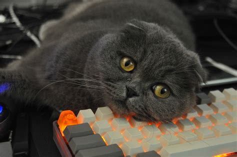Cats And Keyboards