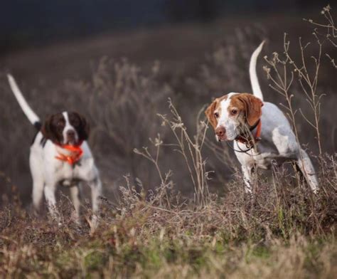 Gentlemanbobwhite Hunting Dogs Breeds Hunting Dogs Upland Bird Hunting
