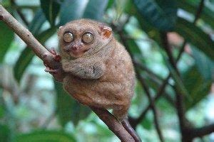 Page about the animals in indonesia, lists the different species grouped by order in indonesia. Top 40 Endangered Animals in Indonesia - FactsofIndonesia.com