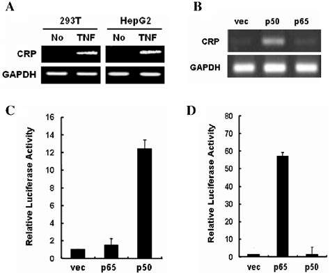 Anyone who encounters the initial signs or symptoms of the coronavirus which is mainly the loss of smell or taste as well as difficulty breathing. The NF-kB p50 subunit induces CRP transcription. (A) RTPCR ...