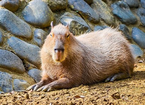 The Cabybara 10 Facts About The Worlds Largest Rodent Worldatlas