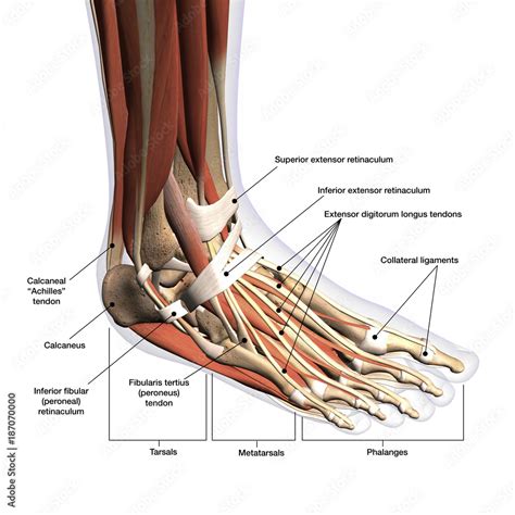 Foot Anatomy Labeled Dorsal Lateral View On White Background Stock Illustration Adobe Stock