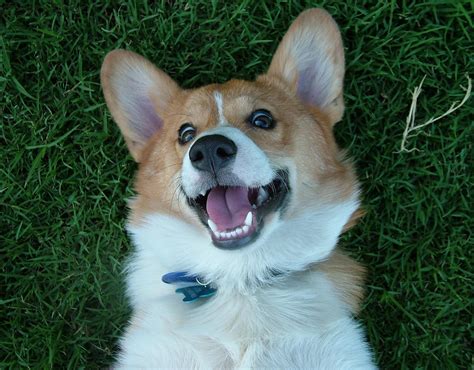 Corgi Smiles Are The Best Corgis Pinterest Corgi Corgis And Dog