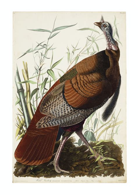 Wild Turkey Audubon 1830 Christies