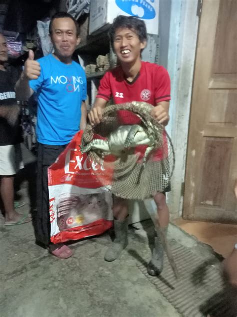 Tanpa Perlawanan, Petugas UPT Damkar Kuningan Evakuasi Biawak dari