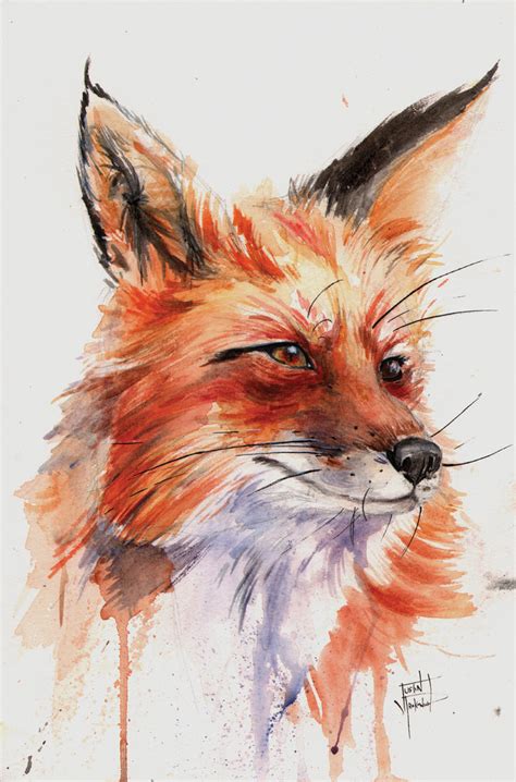 Fox Study In Watercolor By Justinprokowich On Deviantart