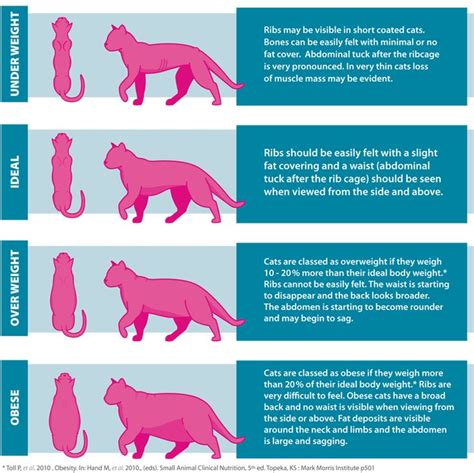 This free ideal weight calculator estimates ideal healthy bodyweight based on age, gender, and height. 81 best Cat Stuff images on Pinterest | Cute kittens, Dog ...