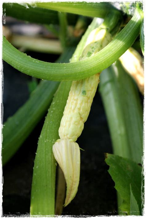 Before you eat them, the flowers need to be gently washed under cold water and pat dry. Creative Compulsive: Shriveled Yellow Zucchini