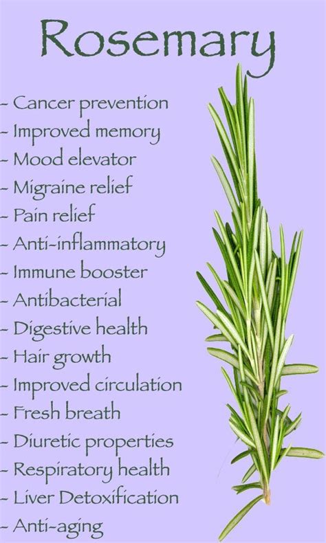 Rosemary Health Benefits And Uses Rosemary Plant Care Rosemary My XXX