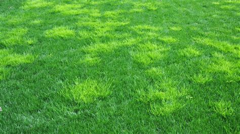 Poa Annua Identification Guide Look For These 5 Things Care For