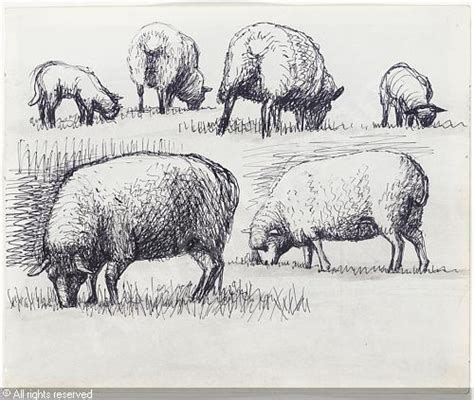 Henry Moore Drawings Of Sheep Seattle Artist League