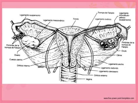 Anatomia Y Fisiologia Del Aparato Reproductor Femenino Utero Images