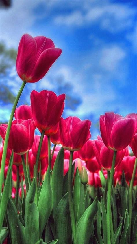 Wallpaper Iphonebeautiful Naturetulips ⚪️ Spring Flowers Wallpaper