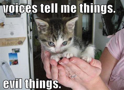 Lolcat Voices Tell Me Things Evil Things Funny