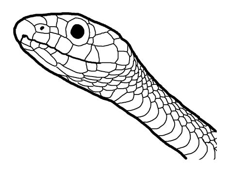 Amphibian And Reptile Coloring Pages