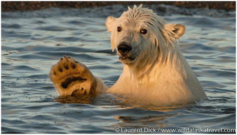 Polar Bear And Northern Lights Tour Photos Wild Alaska Travel