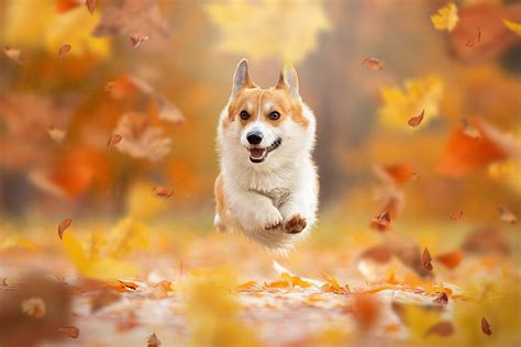 Fall Leaves Jumping Dog Animals Mammals Hd Wallpaper