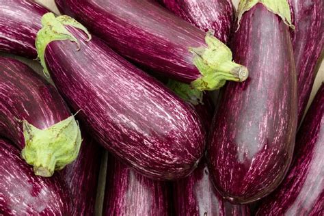 13 Best Italian Eggplant Varieties To Consider Growing