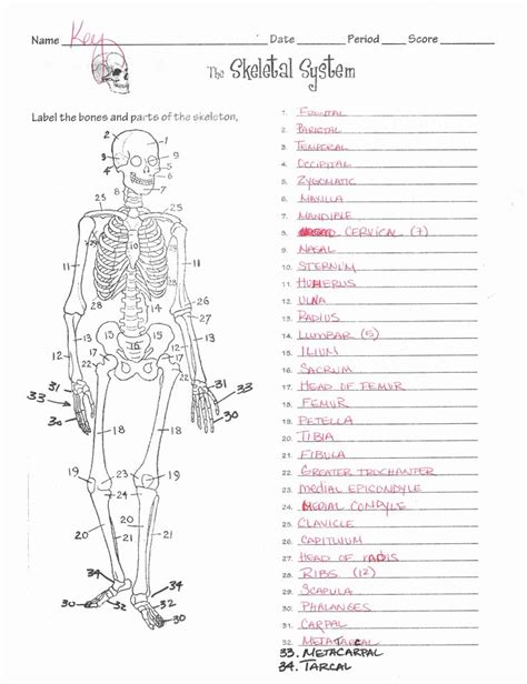 Skeletal System Labeling Worksheet Pdf