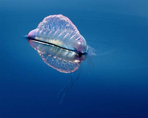 Bioluminescent Giant Siphonophore Manowar Jellyfish Rbadassanimals