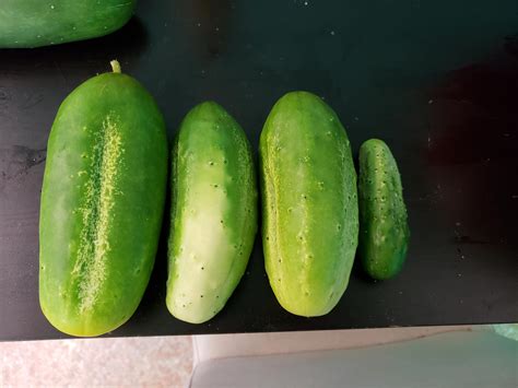 What Do I Do With Overgrown Pickling Cucumbers Gardening