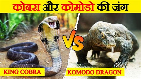 क्या होगा जब King Cobra और Komodo Dragon के बीच घमासान होगा King