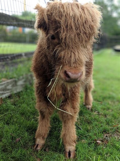 Baby Scottish Highland Cow Her Name Is Shorty Adorable Animals