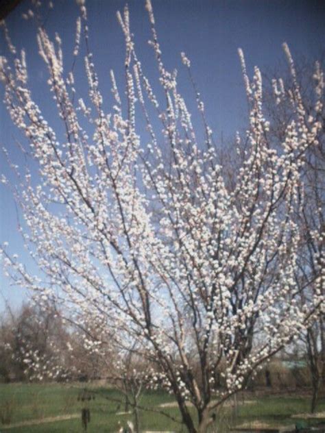 It has what people call a sweet pit because you can actually eat the kernel like you would an almond. Apricot tree in these varieties. EZ pick Tilton, Chinese ...