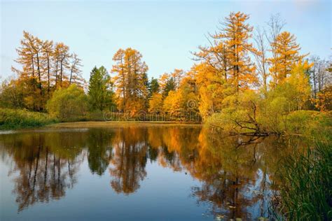 On The Shore Of A Calm Pond In The Fall Stock Photo Image Of Orange