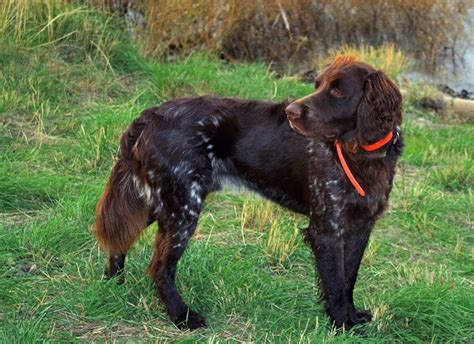 german longhaired pointer info puppies temperament pictures