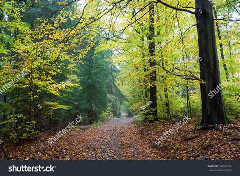 Beautiful Forest Autumn Poland Stock Photo 690737902 Shutterstock