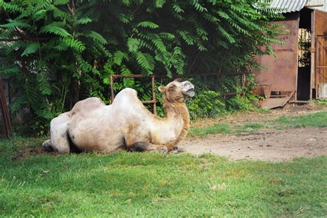 Camello Con La Boca Abierta Fotos De Stock Descarga 46 Fotos Libres