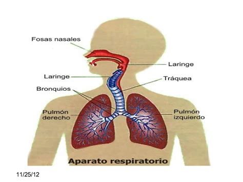 Calaméo Sistema Respiratorio Humano