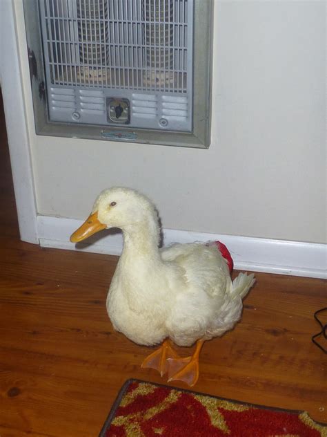 Aflac The Indoor Duck Our Whiskey Lullaby