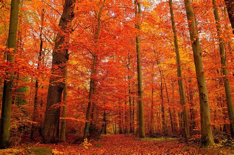 Autumn Forest Trees Landscape Wallpaper 3906x2602 176495 Wallpaperup