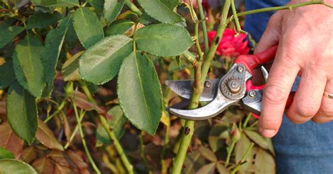 Late Summer Time For Pruning Roses