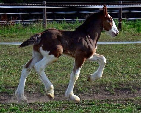 Clydesdale Foal Clydesdale Horses Big Horses Horse Breeds