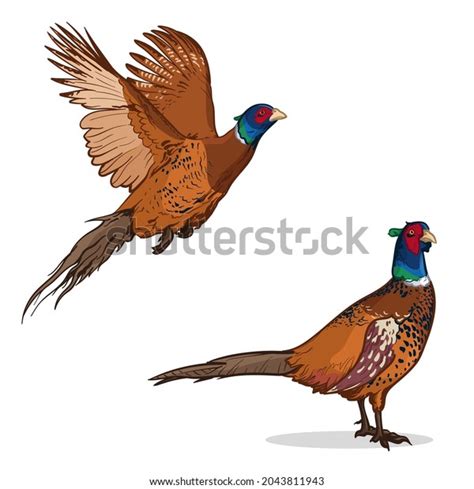 1365 Pheasant Cartoon Images Stock Photos 3d Objects And Vectors