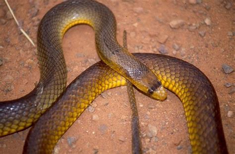 Species Profile—pseudonaja Nuchalis Sensu Lato Western Brown Snake
