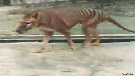 Video Rare Footage Of Last Known Tasmanian Tiger Gets Colorized Iheart