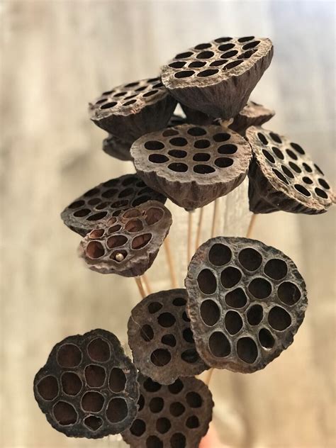 Dried Lotus Pods Etsy