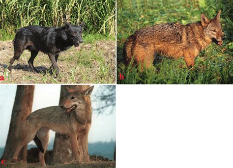 Coat Colour Variations In The Egyptian Wolf C Lupaster A Melanistic