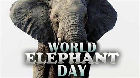 Photo Gallery August 12th Is World Elephant Day Ktul