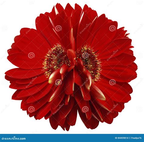Gerbera Flowers Red Closeup Beautiful Two Flower White Background